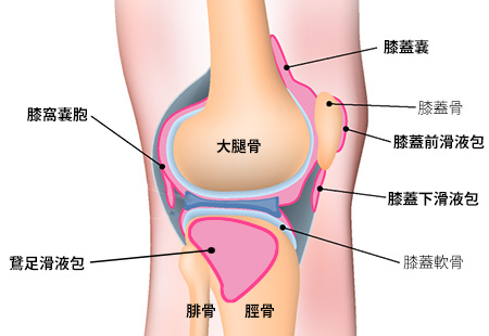 膝の構造と滑液包炎