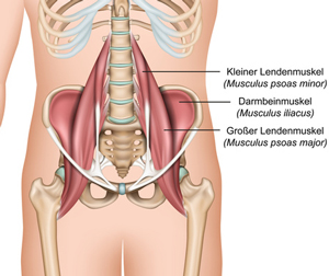 腰の筋肉の構造